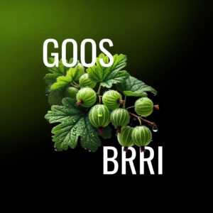 Musth Tobacco – GOOS BRI 125g ( 191,20€ pro 1kg )